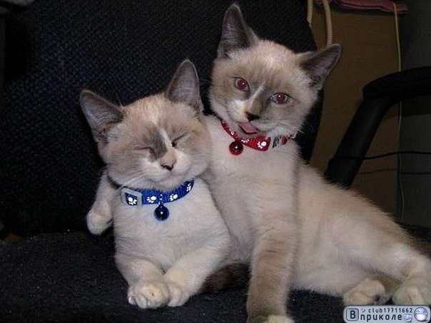 Роман Иванов Kurt Connors | Салават