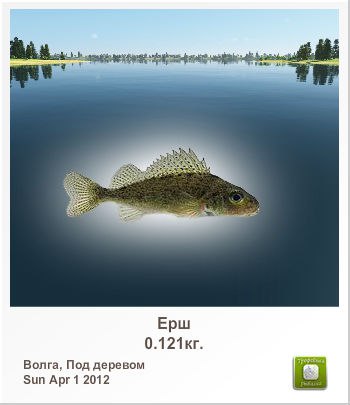 Николай Семенов | Санкт-Петербург