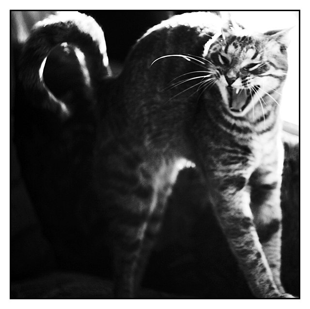 Виктория Сергеева | Новосибирск