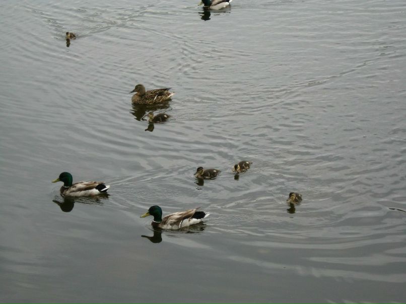 Гульнур Шаяхметова-Хужахметова | 