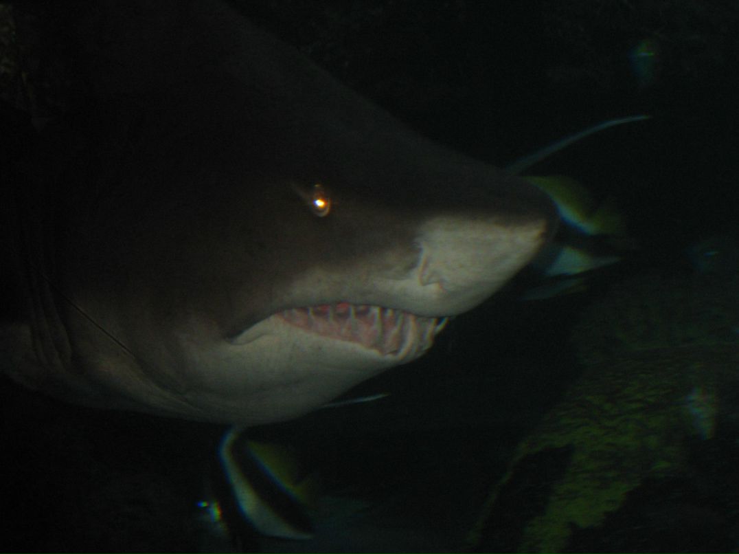 Suren Akopov | Москва