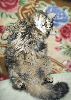 Мариша Чередник | Северодвинск