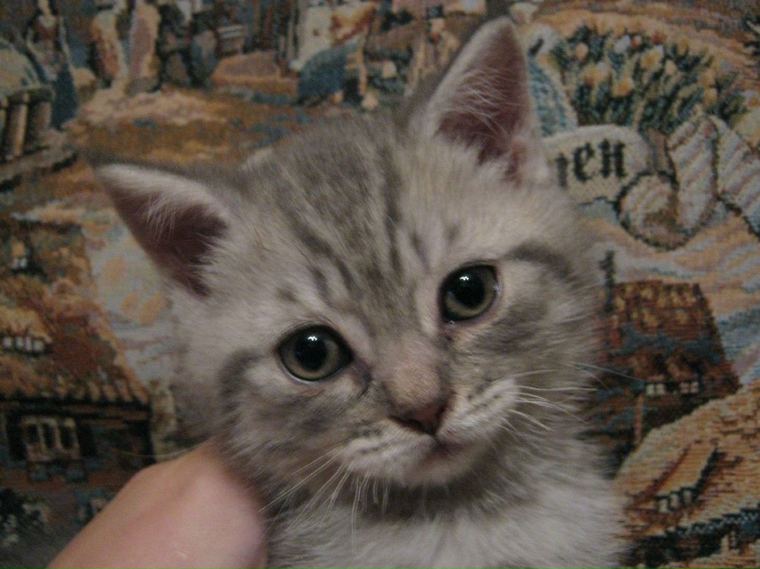 Елена Белоусова | Москва