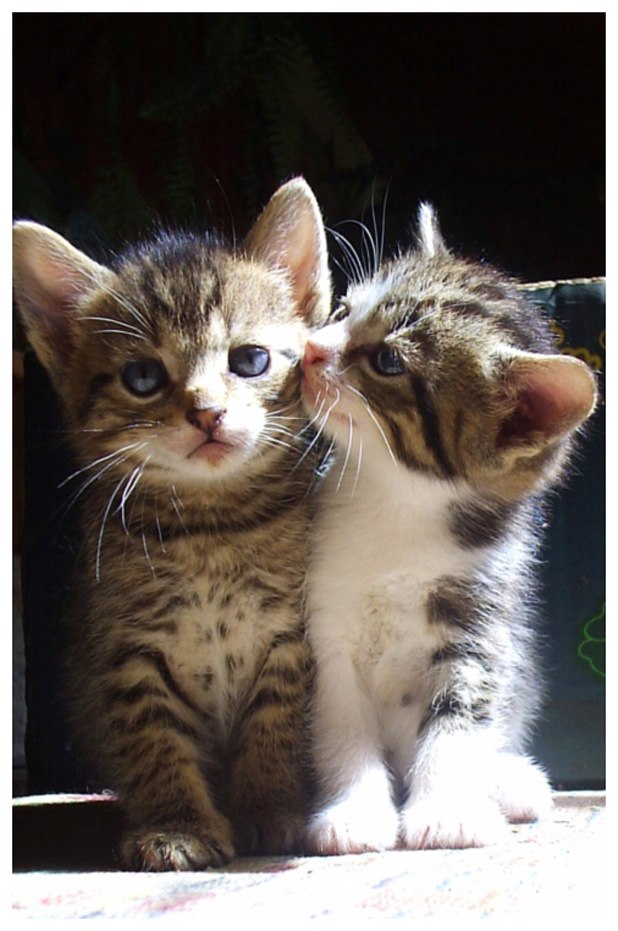 Антон Галев | Минеральные Воды