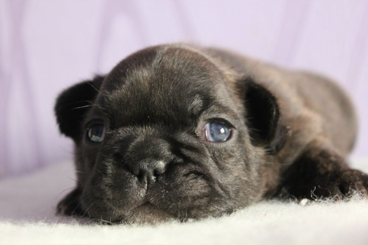 Екатерина Игнатова | Коломна