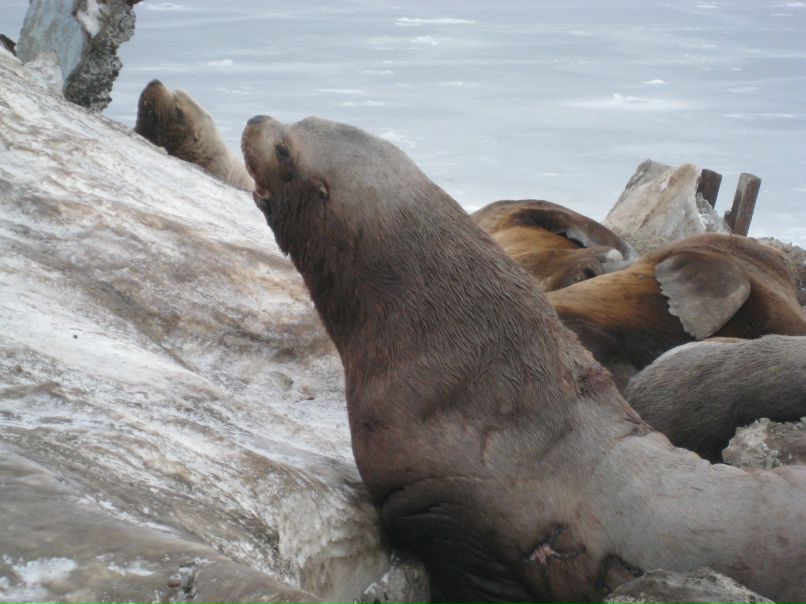 Александр Куракин | Уфа