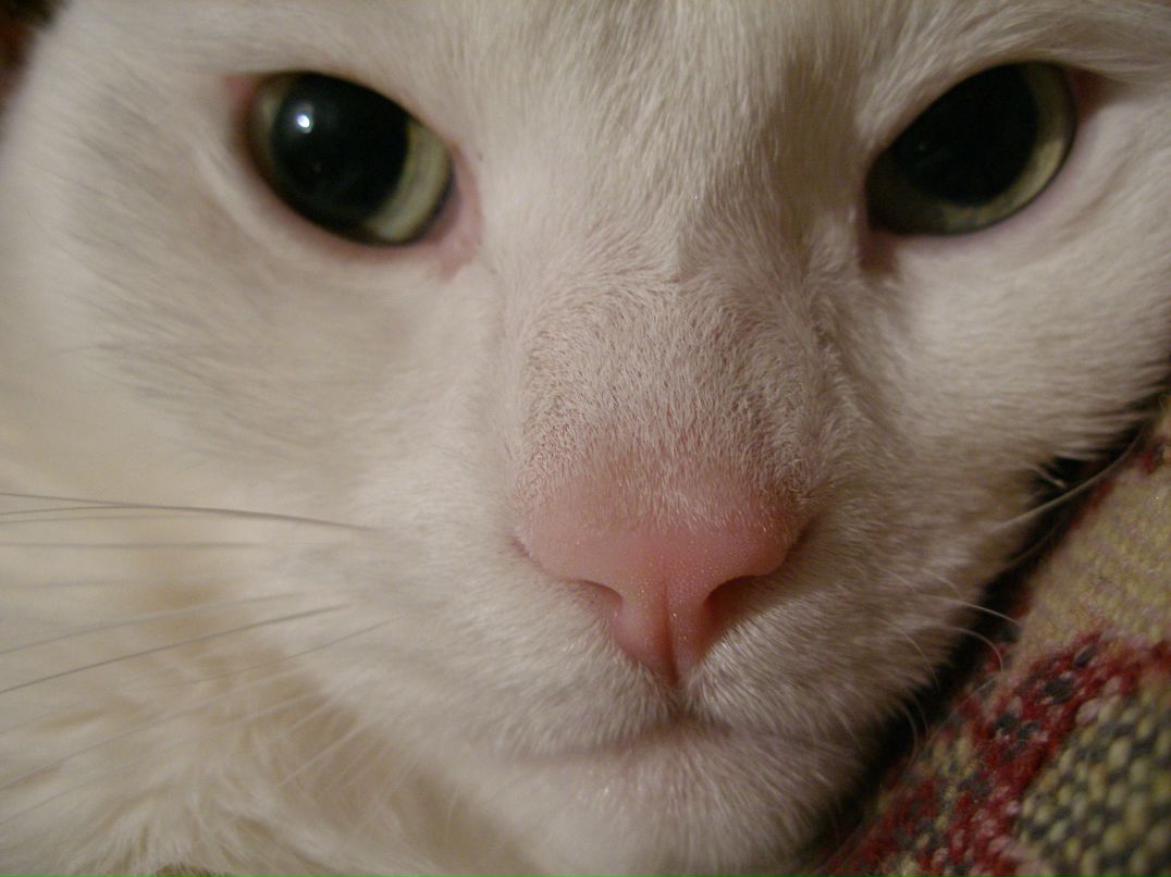 Виталий Евмененко | Санкт-Петербург