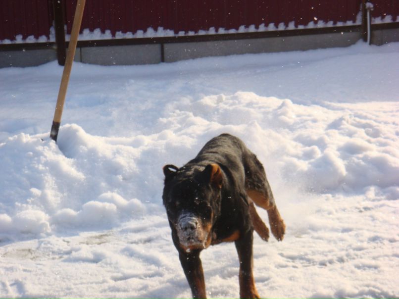 Сергей Козлов | Краснодар