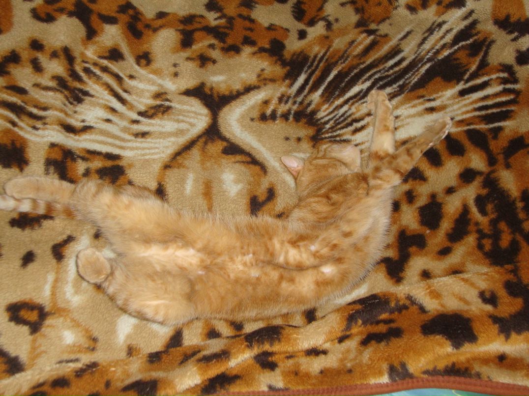 Дмитрий Герасимов | Ярославль