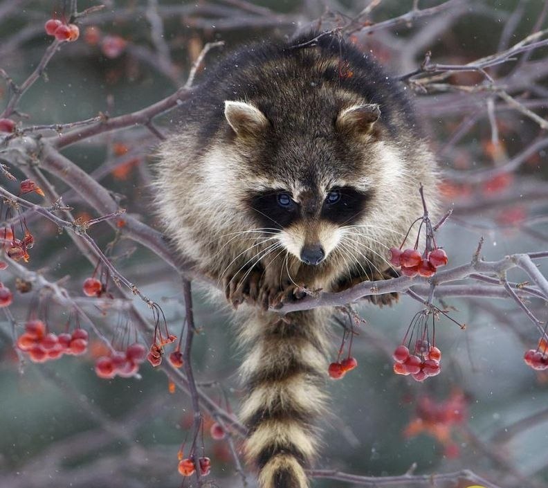 Антон Лихачёв | Пермь