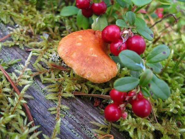 Алексей Селезньов | Санкт-Петербург