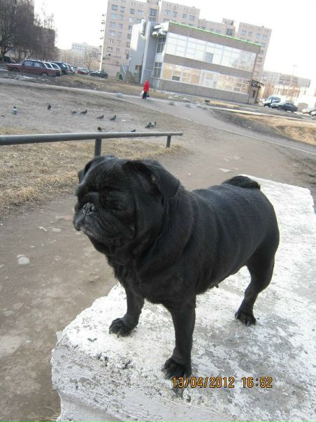 №149, Елена Жарова, 51 год, Санкт-Петербург №149, Елена Жарова, 51 год, Санкт-Петербург