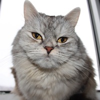 Елена Маслакова