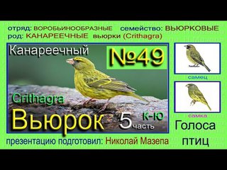 Вьюрок канареечный. К-Ю. Голоса птиц