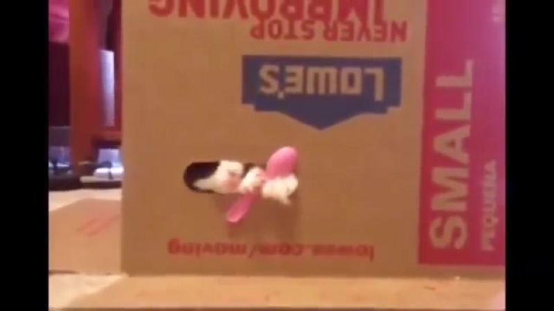 Подборка смешных видео с котами Funny cats
