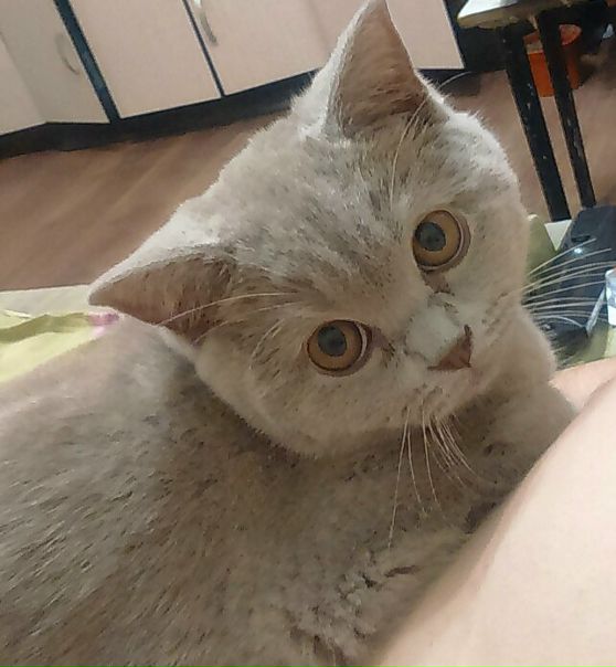 Азиза Арипова, Россия, Ярославль