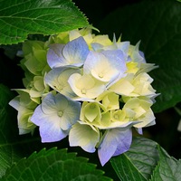 Елена Косарева