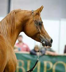 Лариса Мартыненко, Украина, Киев