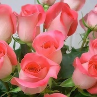 Марина Шаповалова