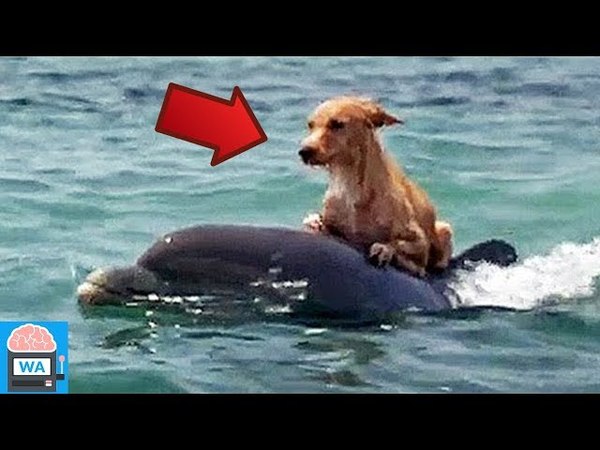 10 Tiere, die anderen Tieren das Leben gerettet