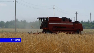 Посевные площади кукурузы  увеличат в два раза