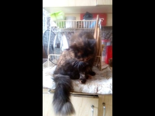 VID 20190216 164033