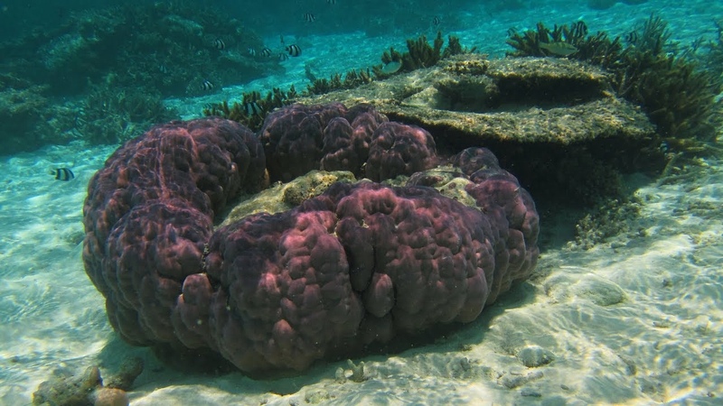 Maldives ari atoll Мальдивы снорклинг кораллы докафильм от