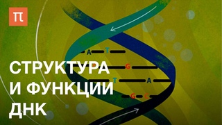 Структура и функции ДНК — курс Максима Франк-Каменецкого / ПостНаука