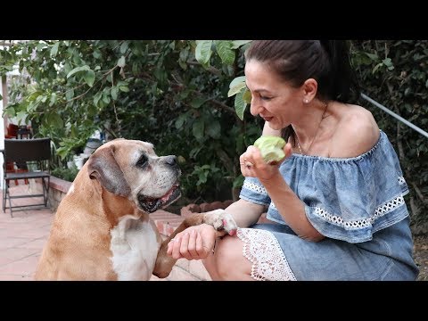 Heghineh Family Vlog, 125 Բարը Heghineh Cooking Show in