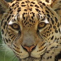 Александр Новиков