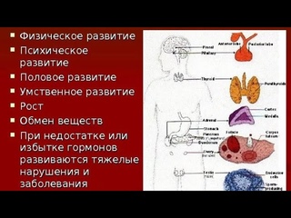 Гимнастика УСТРАНЯЮЩАЯ ГОРМОНАЛЬНЫЕ СБОИ