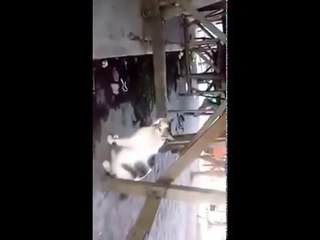 Novos gatos ameaados de morrer por envenenamento em Nova Tiuma / PE