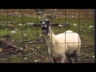 овца !!!ААААА (1).mp4