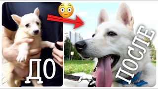 Щенок с улицы год спустя. Узнает?