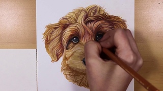 Golden Doodle Pet Portrait Time-Lapse Drawing