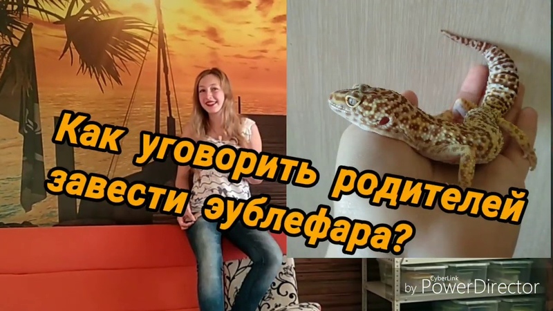 Как уговорить родителей завести эублефара Часть