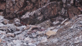 Snow Leopard on a Blue Sheep kill, Qinghai, China Oct 2017.