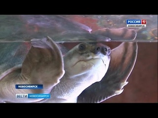 В новосибирском океанариуме появились медузы и свинорылая черепаха