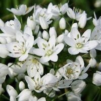 Татьяна Федорова