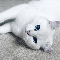 Светлана Попкова
