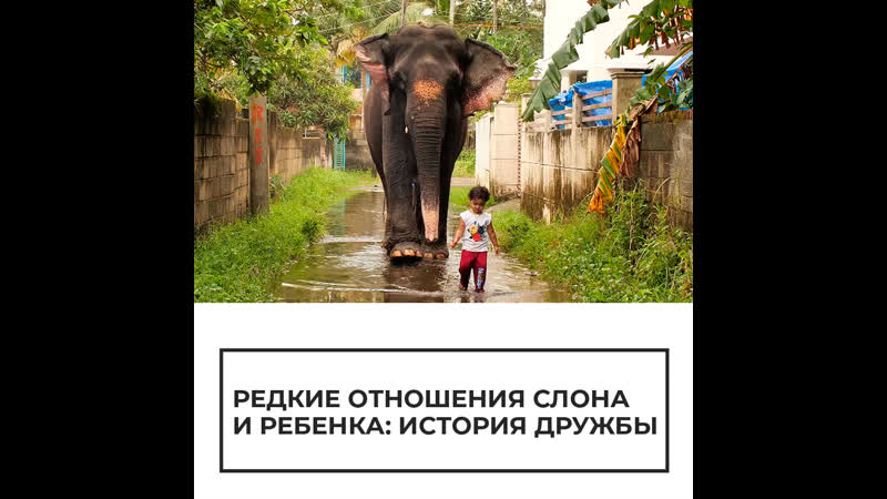 История дружбы слона и