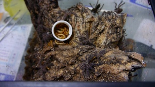 Poecilotheria metallica eating together