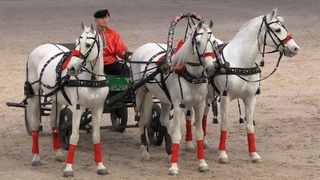 Русская тройка, орловские рысаки. ИППОсфера 2019 церемония открытия. Международная конная выставка