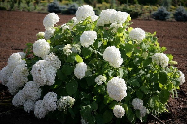 Гортензия древовидная Гортензия древовидная (Hydrangea arborescens) многолетнее зимостойкое цветущее кустарниковое растение высотой от одного до трех метров с пышной кроной из шаровидных