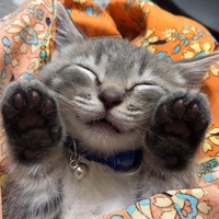 Настя Колосова | 