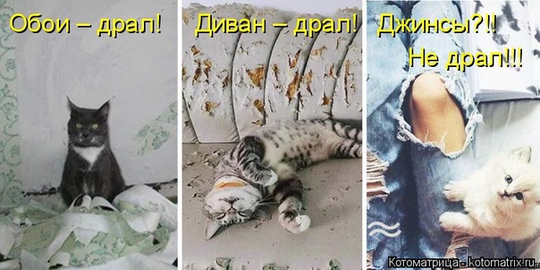 Что значит драть. Кот дерет обои. Кот царапает диван. Как я ее драл. Я буду драть тебя всю ночь.