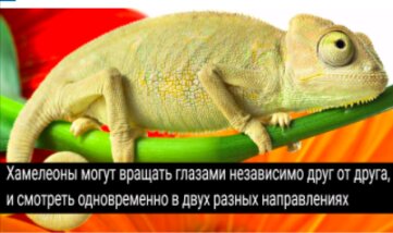 хамелеон зеленый. детям о хамелеоне животном. хамелеон мадагаскарский ошагнеси. хамелеон парсона. хамелеон биография.