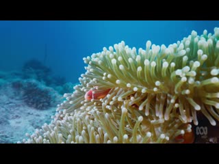 Australia's Ocean Odyssey: A Journey Down The East Australian Current The Tropics  (ABC 2020 AU) (ENG/SUB ENG)