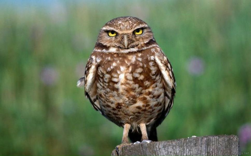 №79, Ксения Борисова, Киев №79, Ксения Борисова, Киев