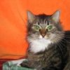 Аватар: Котёнок Маленькик